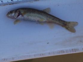 A Specked Dace from Foskett Spring