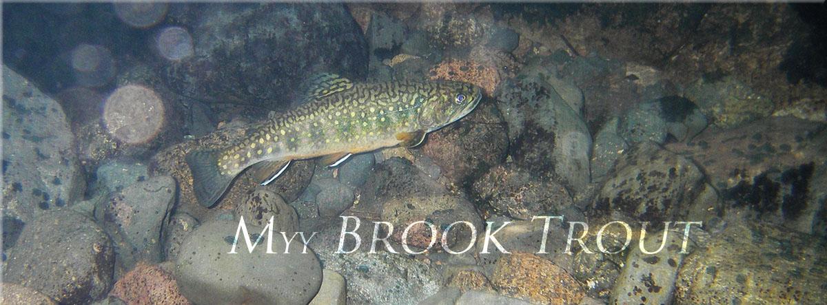 MYY Brook Trout banner