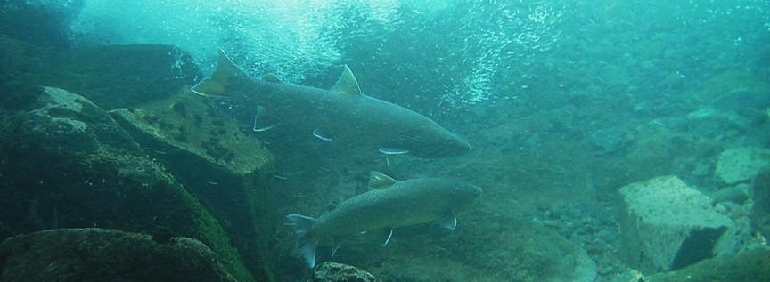 banner image - underwater scene with trapper bull trout