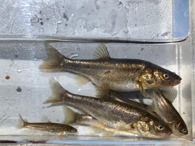 Borax Chub of various sizes in a tank