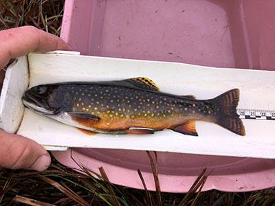 Brook Trout