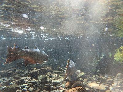 Bull Trout swimming