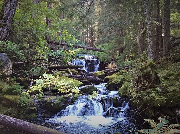 Clackamas River Bull Trout Reintroduction Monitoring