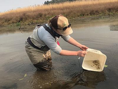 Person releasing marked fish into the water from a bucket