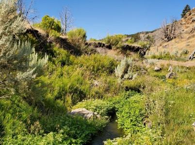 Coleman Creek