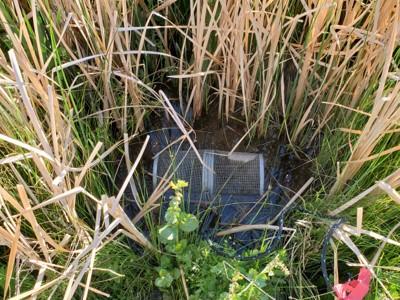 Minnow Trap at Foskett Spring