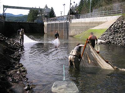 Salvaging Fish at Leaburg Canal