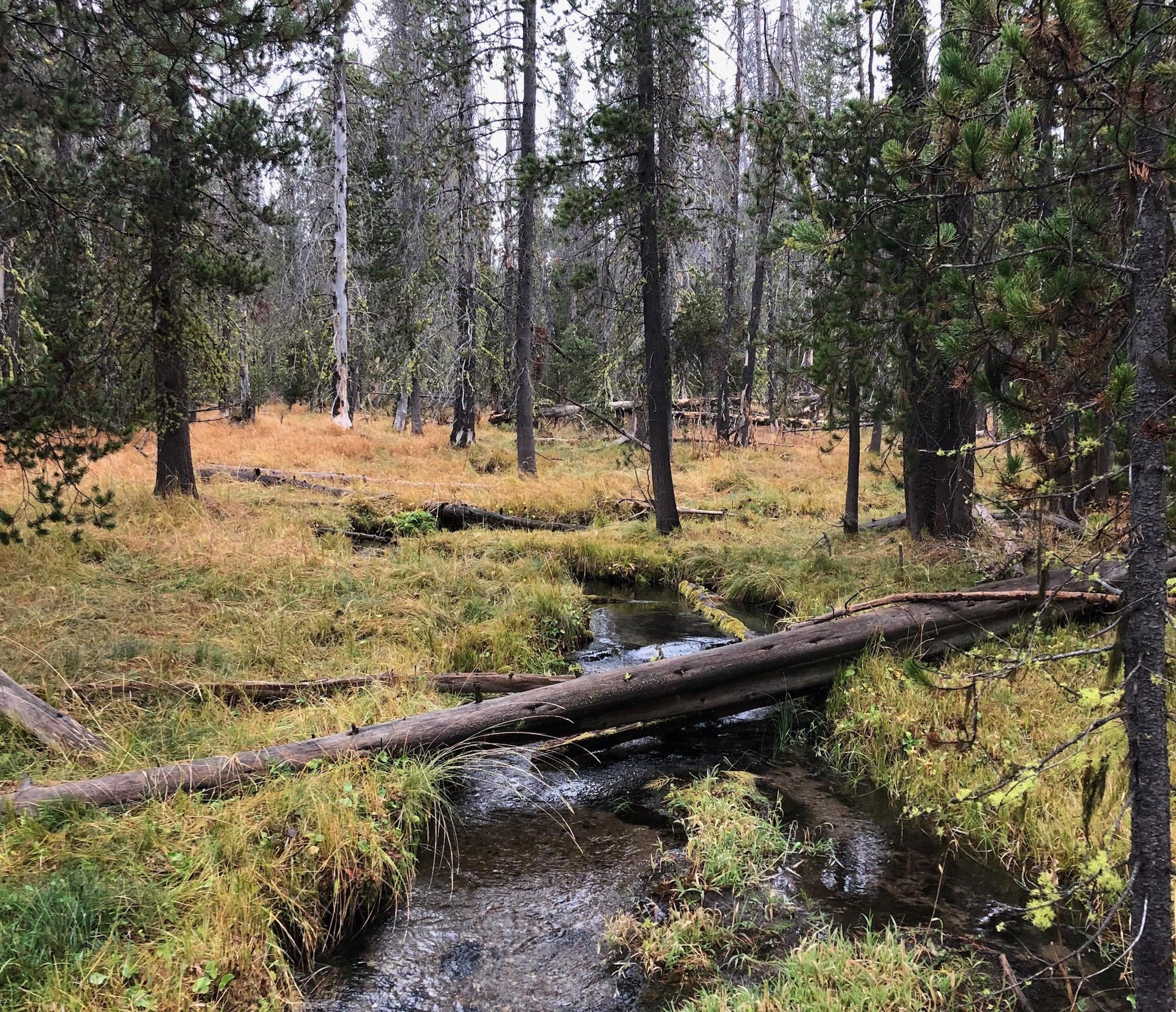 MYY Brook Trout habitat