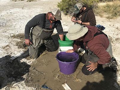 Marking Chub at Borax Lake