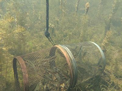 Minnow trap under water