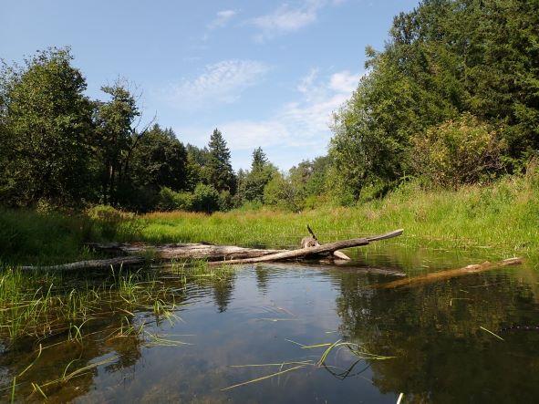 Oregon Chub