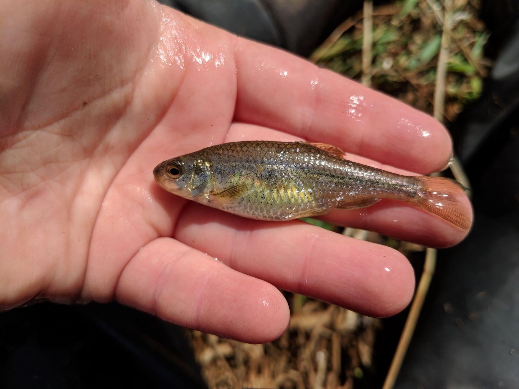 Oregon Chub