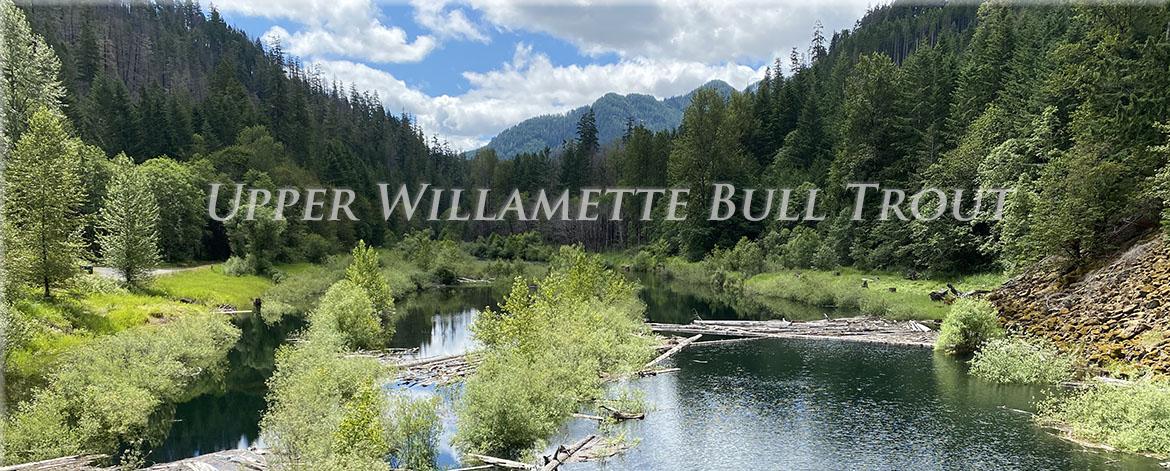 Upper Willamette Bull Trout banner with text