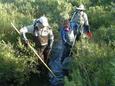 Team conducting backpack electrofishing surveys